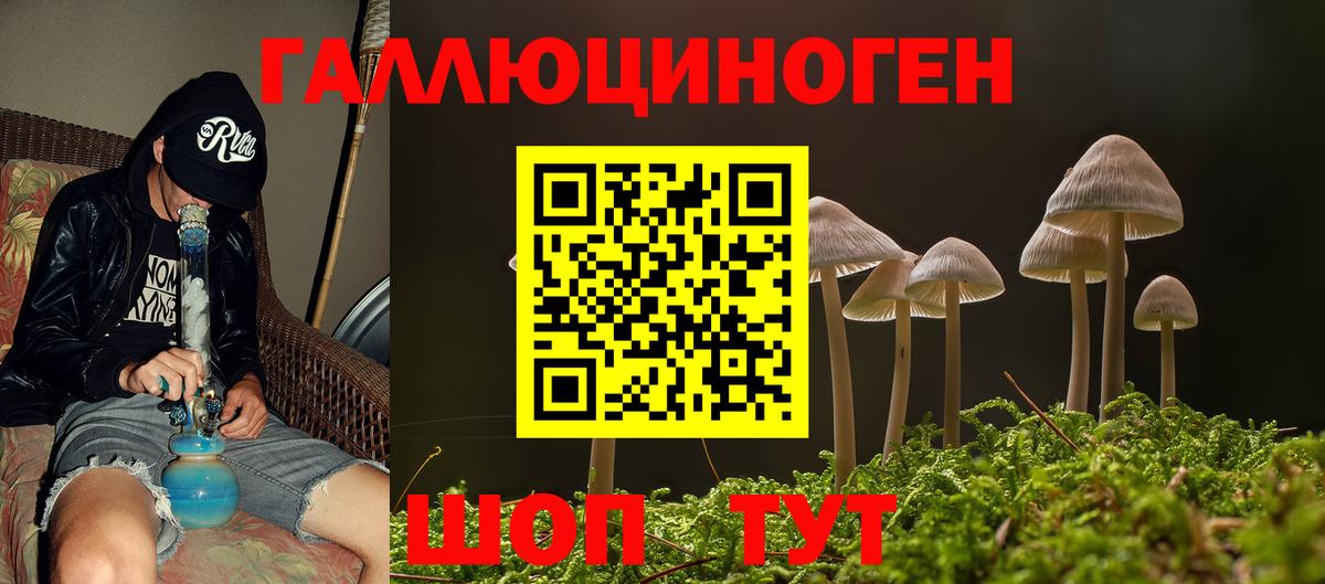 Псилоцибиновые грибы Psilocybe  Великие Луки  Галлюциногенные грибы мицелий 